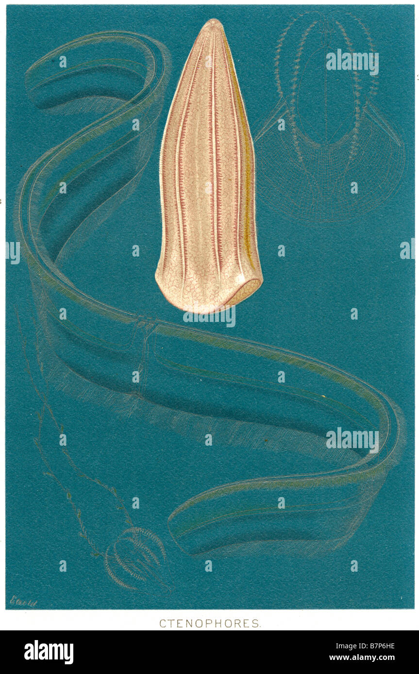 Ctenophores Ctenophora comb jellies phylum cilia of jelly cell cells