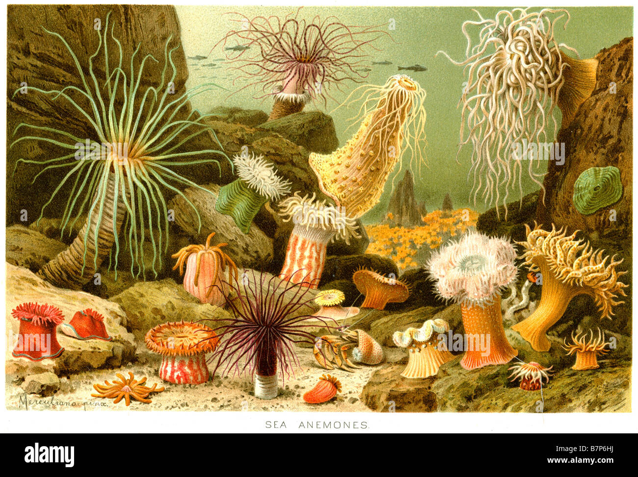 sea Anemones marine aquatic life water ocean niche Sea anemones are a