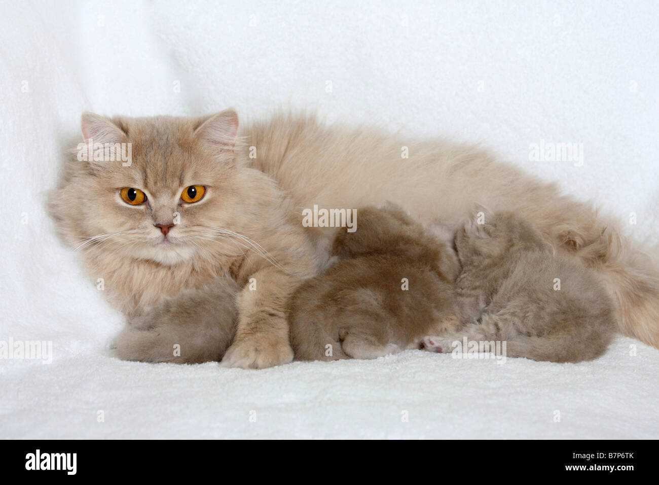 British Longhair Cat Lilac Tabby Makarell Nursing Kittens 18 Days Stock Photo Alamy