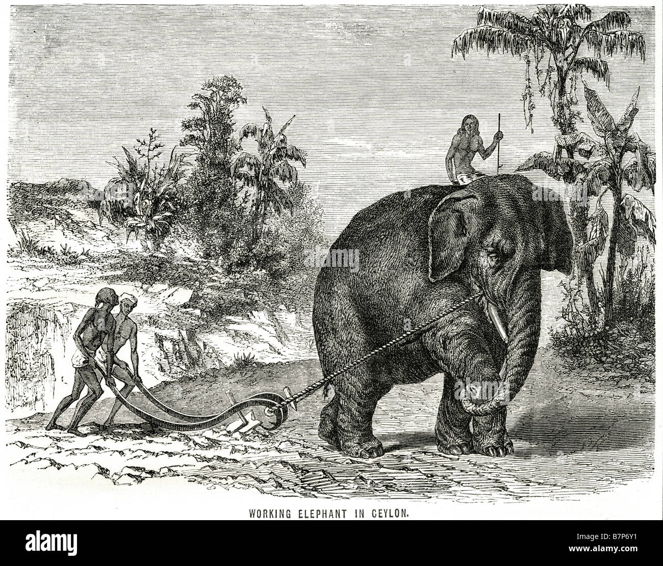 Working Elephant Ceylon animal farming land traditional Wildlife nature