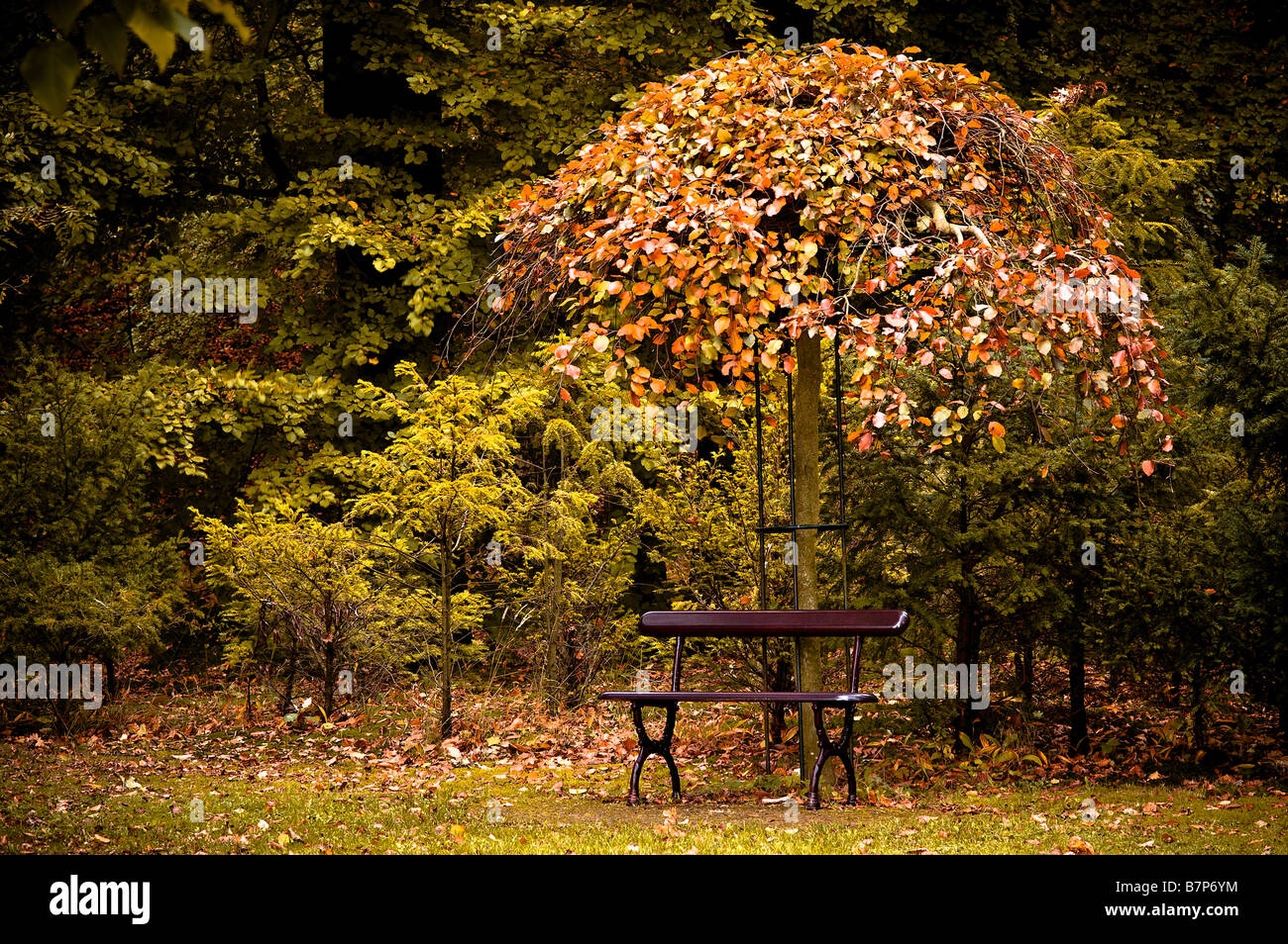 autumn colors in the forest Stock Photo - Alamy