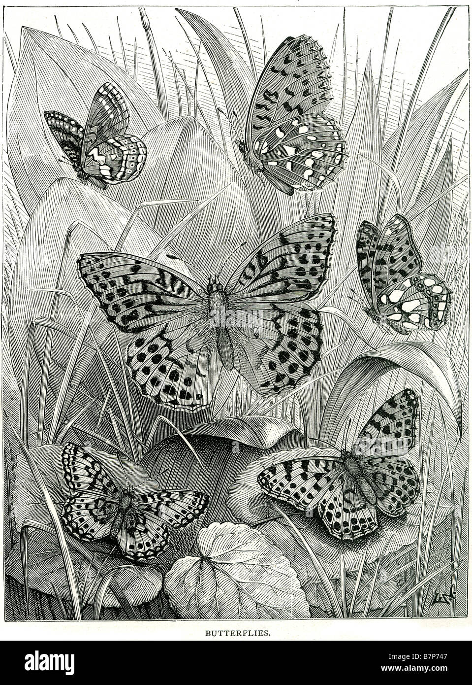 Butterflies Lepidoptera metamorphosis Egg Larva caterpillar Pupa chrysalis Adult butterfly imago Stock Photo