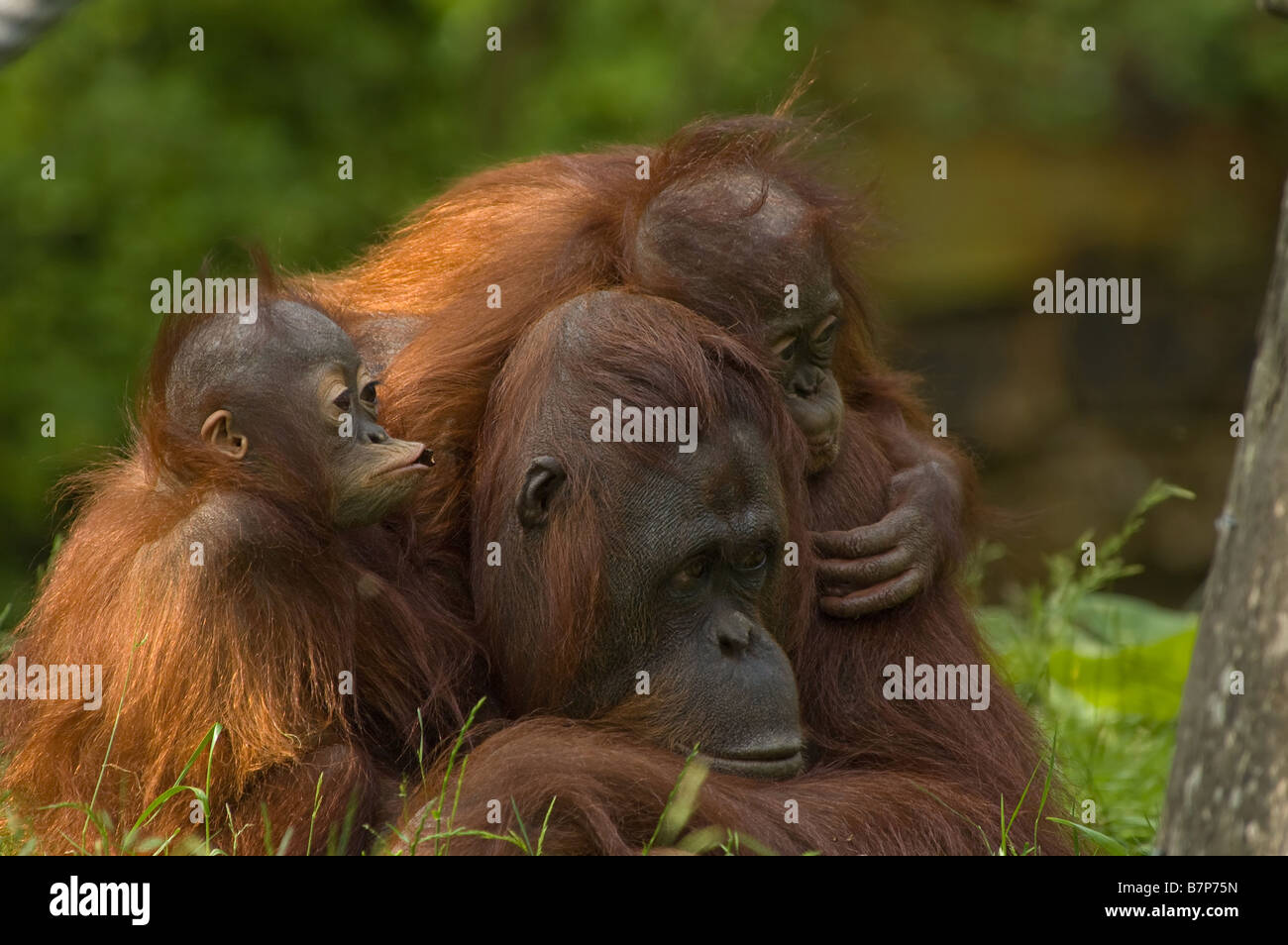 mother orangutan with her cute babies Stock Photo