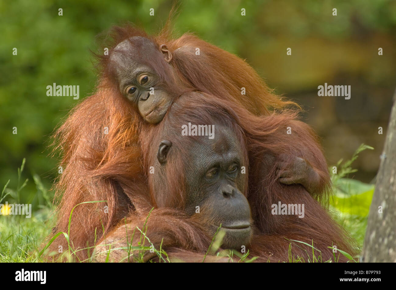 mother orangutan with her cute baby Stock Photo