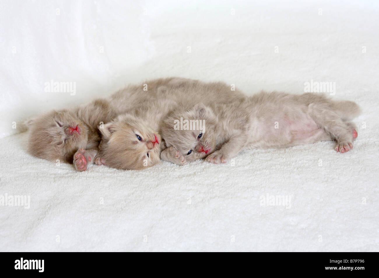 British Longhair Cats kitten 18 days Highlander Lowlander Britanica Stock Photo