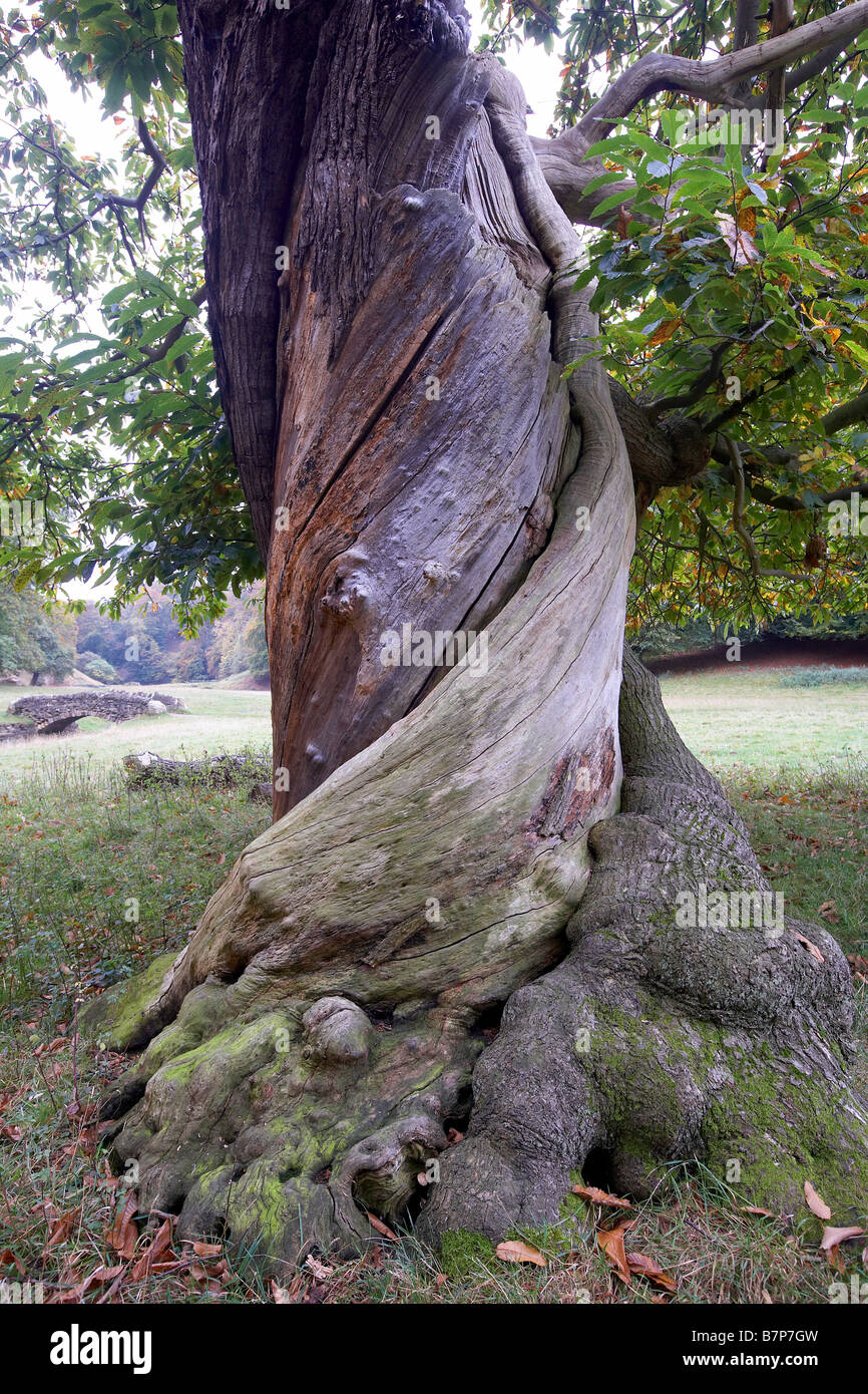 Twisted tree trunk autumn hires stock photography and images Alamy