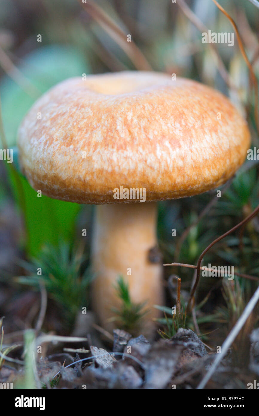 saffron milk cap Stock Photo - Alamy