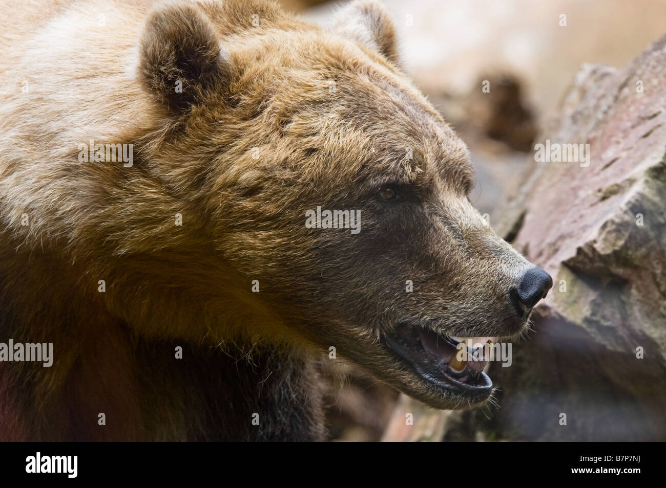 close up of a big brown bear ursus arctos Stock Photo