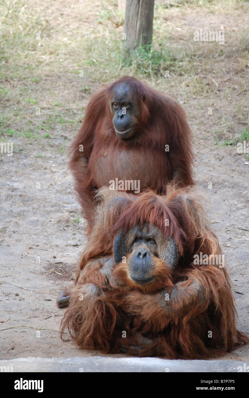 two orangutan Stock Photo