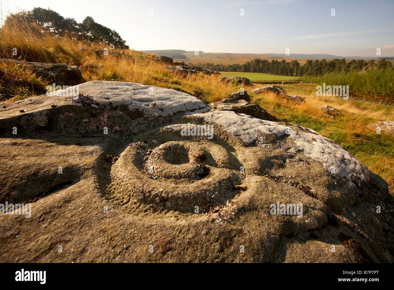 Prehistoric cup and ring marks rock art carved on rock at Brigantium Northumberland England UK Stock Photo