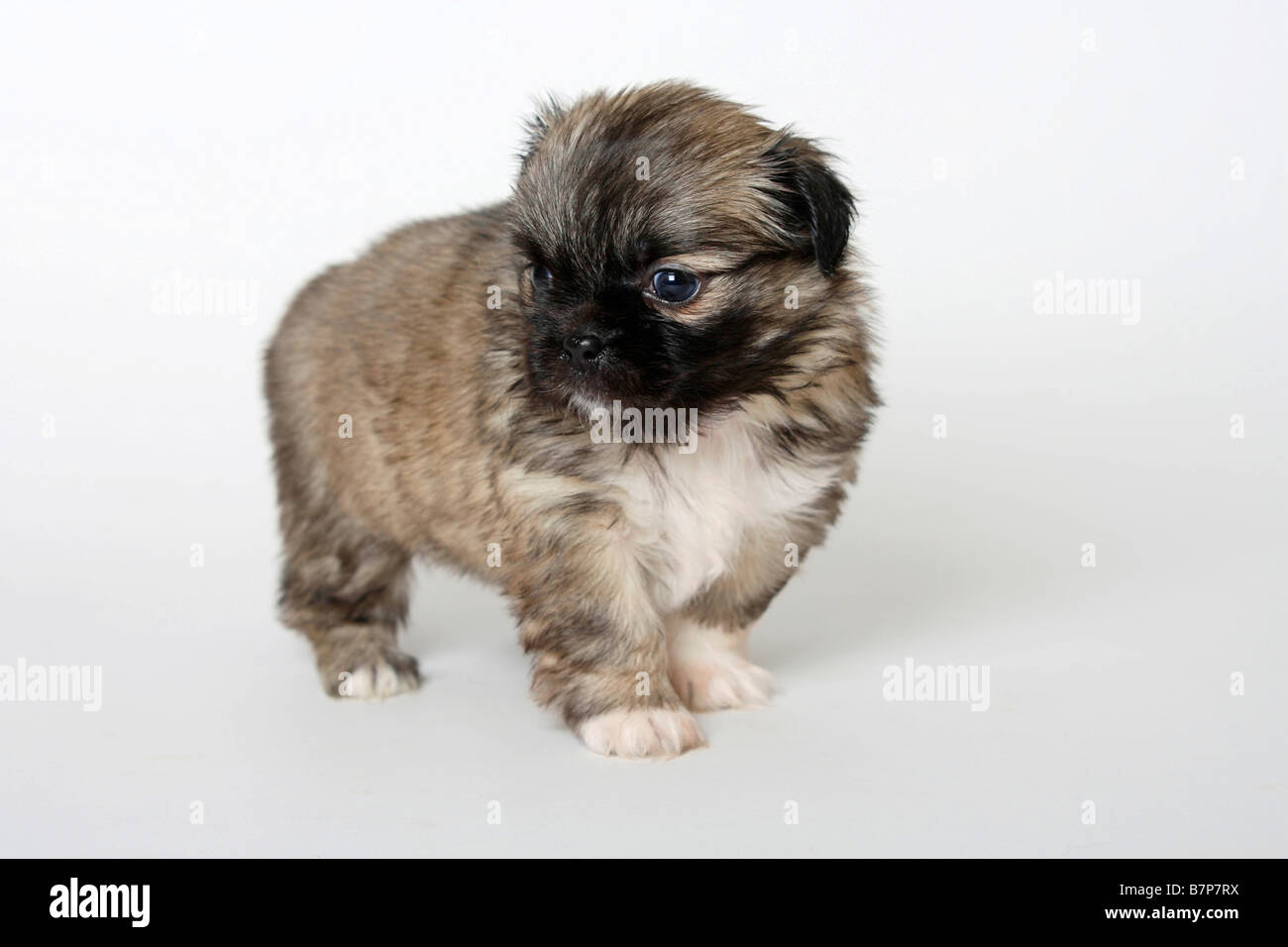 Tibetan Spaniel puppy 5 weeks Stock Photo