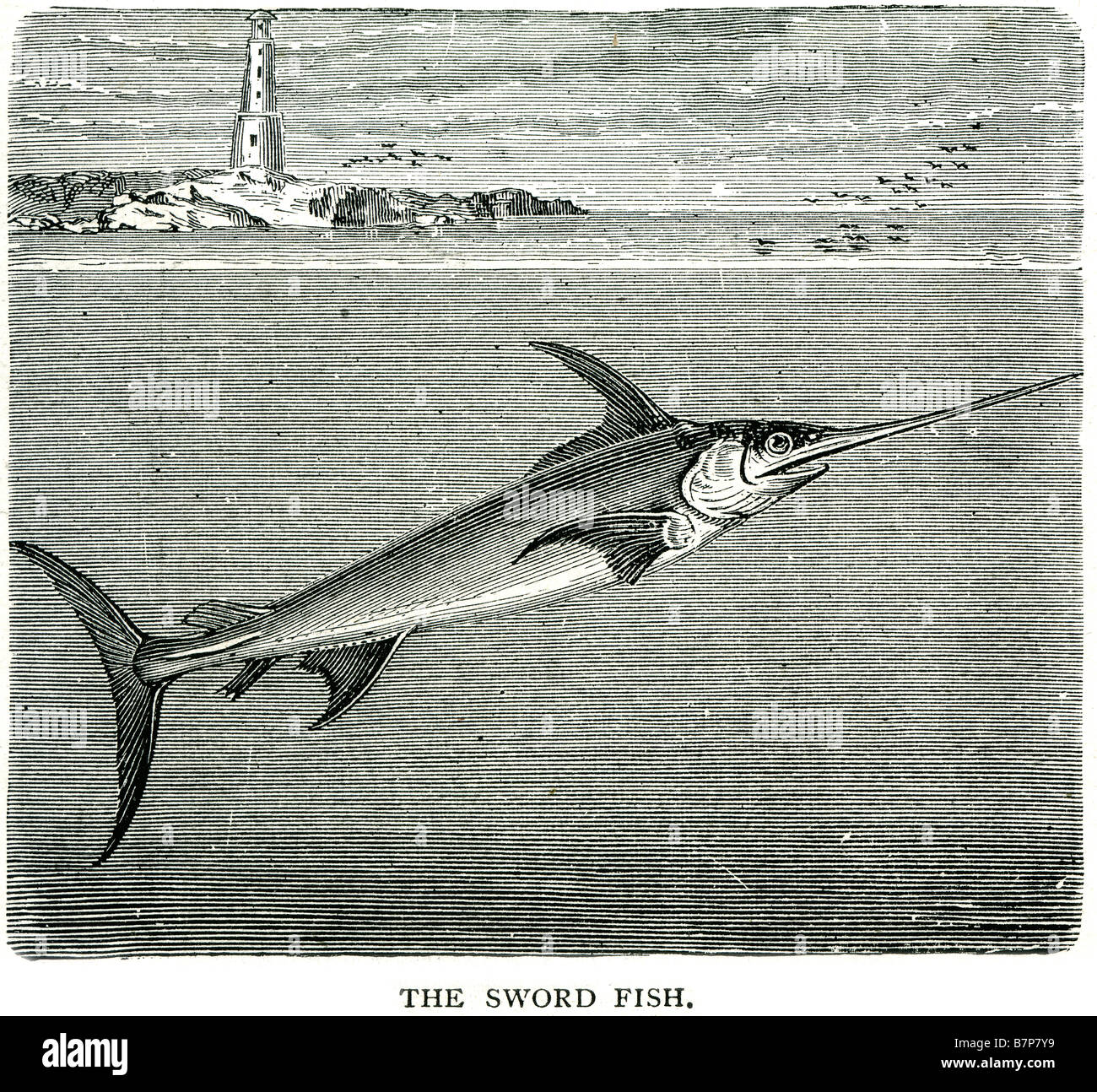 Sword fish Xiphias gladius Swordfish Broadbill highly migratory sea fishing lighthouse Wildlife