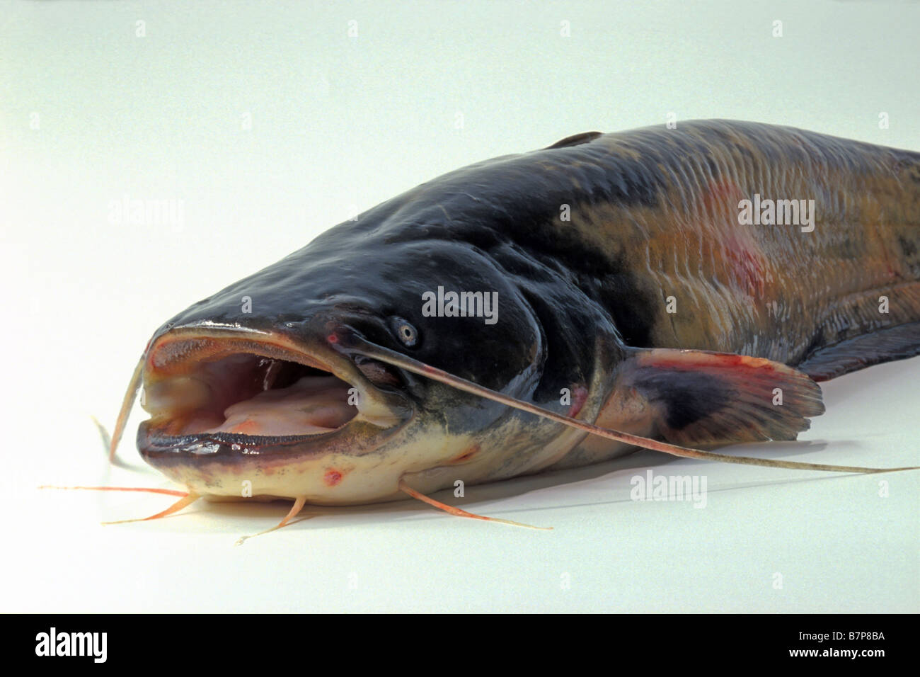 European Catfish, Wels Catfish (Silurus glanis), studio picture Stock Photo