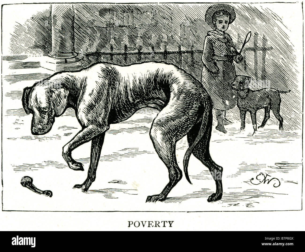 dog canine poverty starving neglected stray dog Canis lupus domesticated gray wolf Canidae family Carnivora The term is used fo Stock Photo