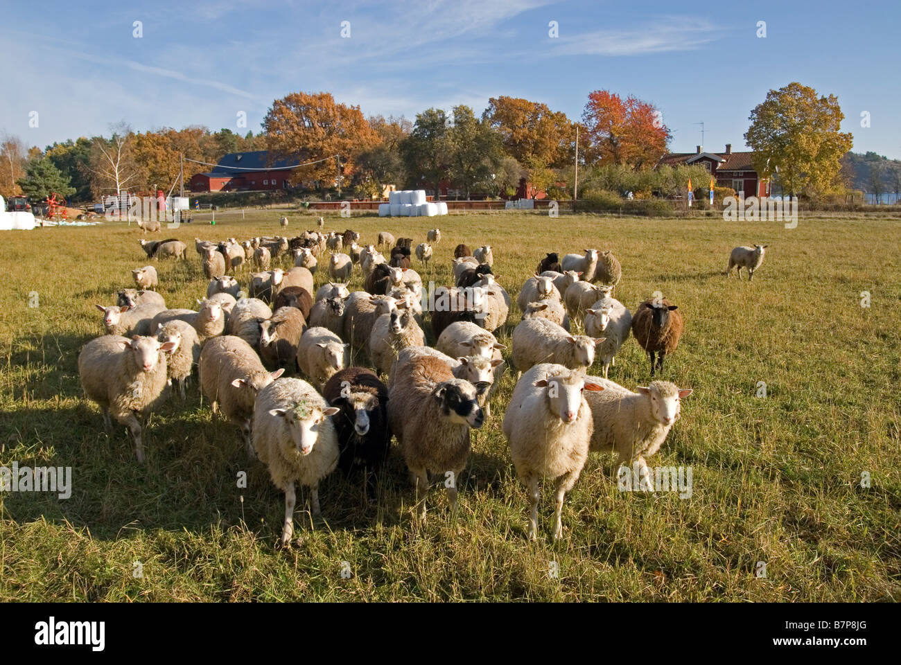 Sheep at farm in autumn Stock Photo