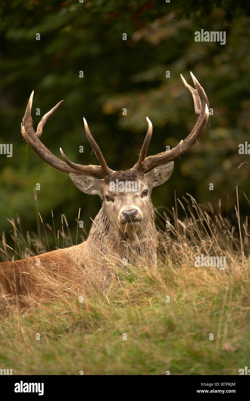 Red deer stag Cervus elaphus Studley Royal Deer Park Ripon North Yorkshire UK Stock Photo
