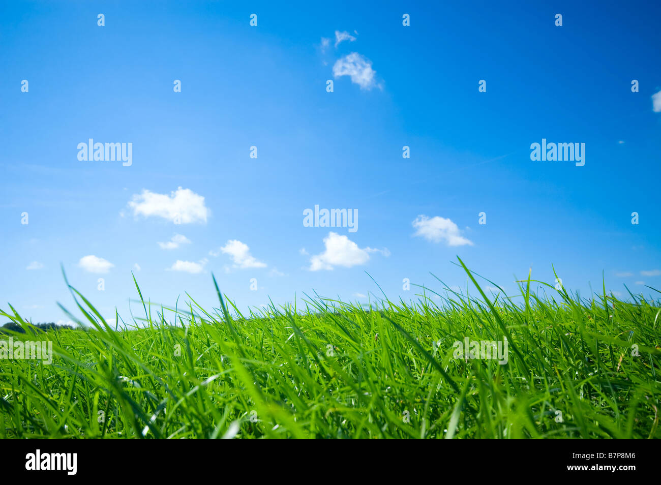 fresh green grass with bright blue sky background Stock Photo - Alamy