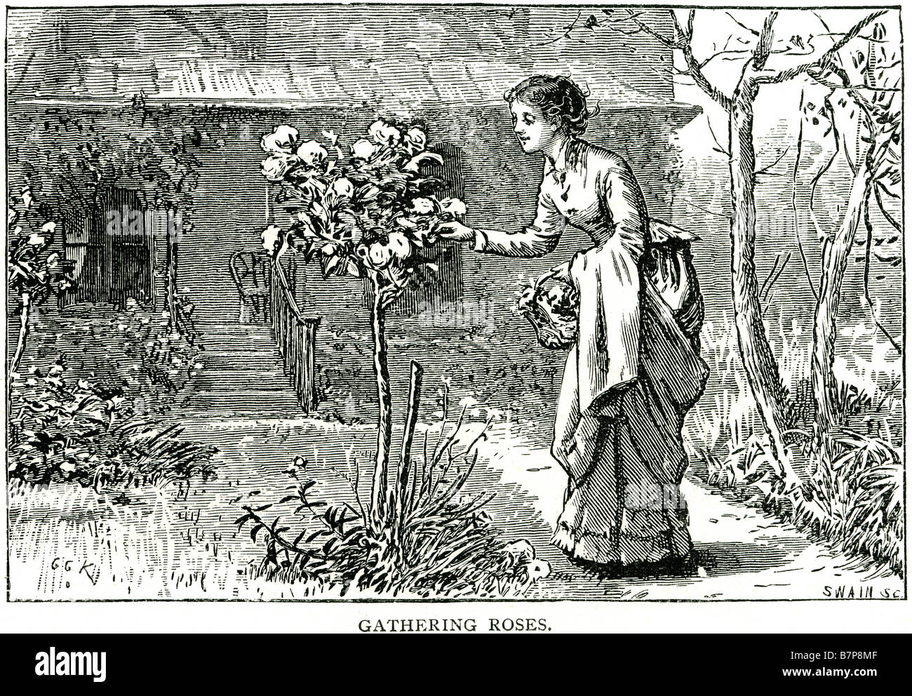 Gathering Roses rose bush garden lady picking flowers traditional clothing house decking park path flower summer outside Stock Photo