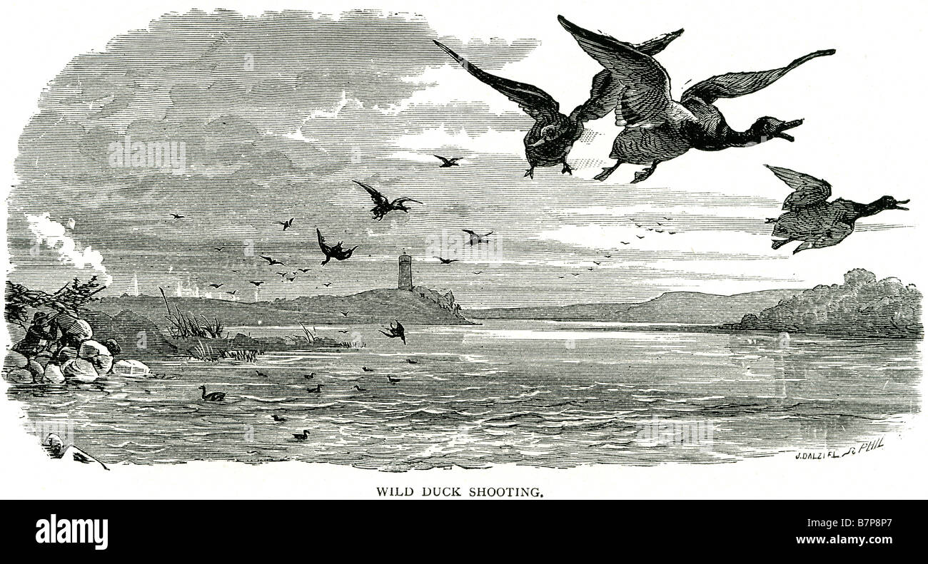 Shooting wild ducks hires stock photography and images Alamy