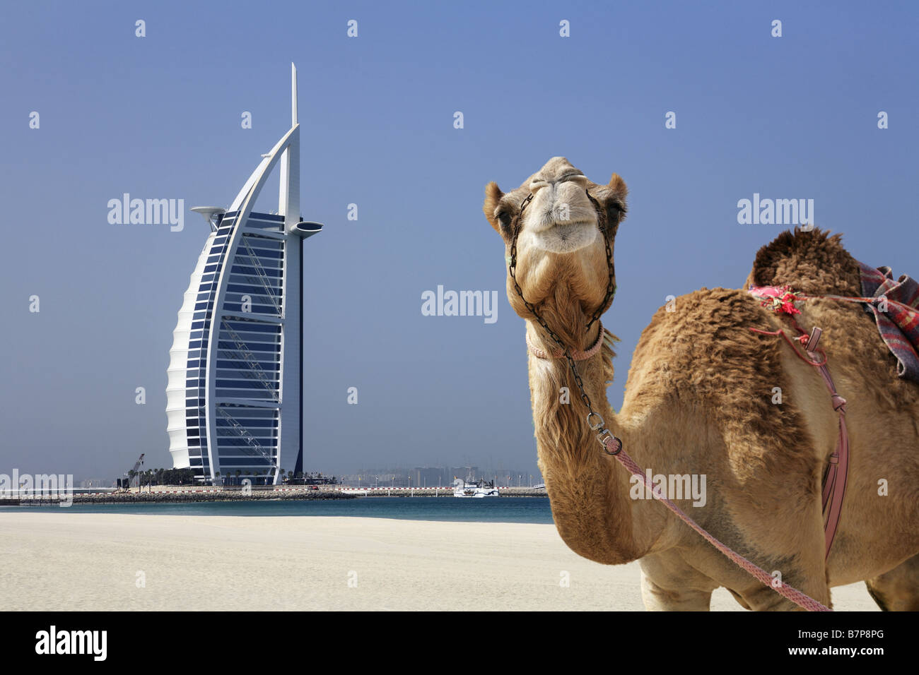 Camel with the Burj al Arab hotel in background, Dubai Stock Photo