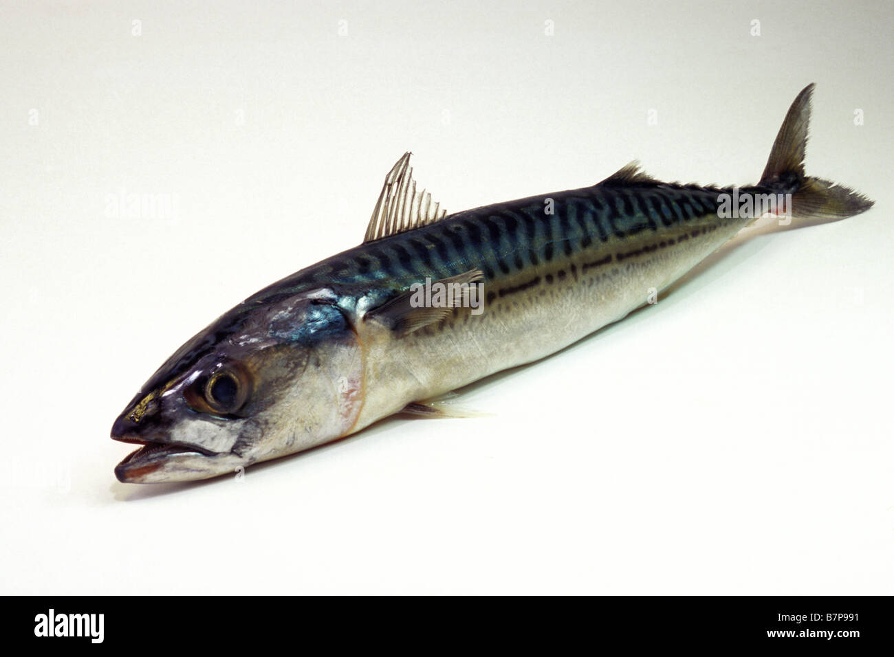 Atlantic Mackerel, Common Mackerel (Scomber scombrus), single individual, studio picture Stock Photo