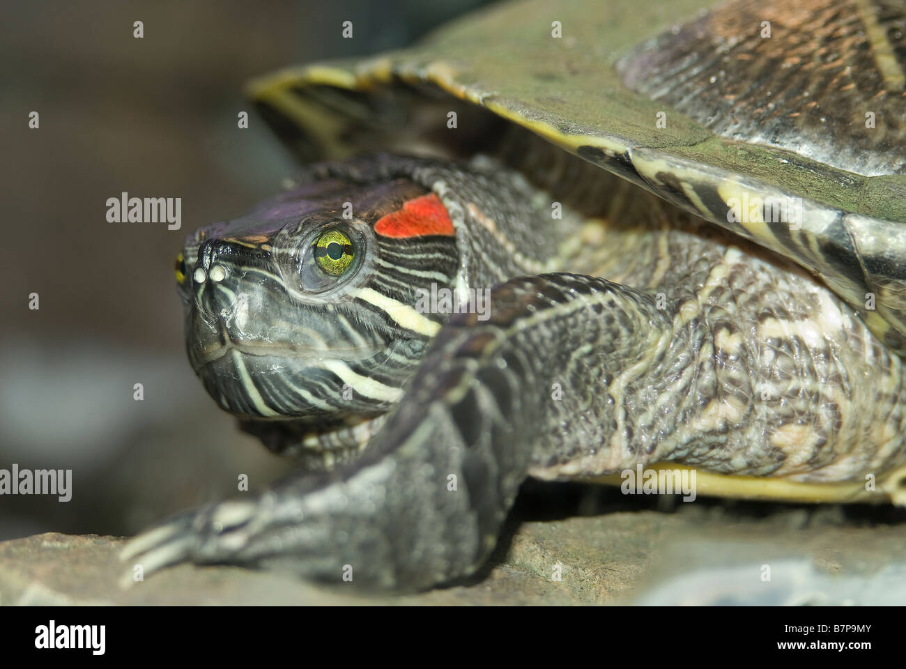 Close up of a red-eared slider turtle Stock Photo
