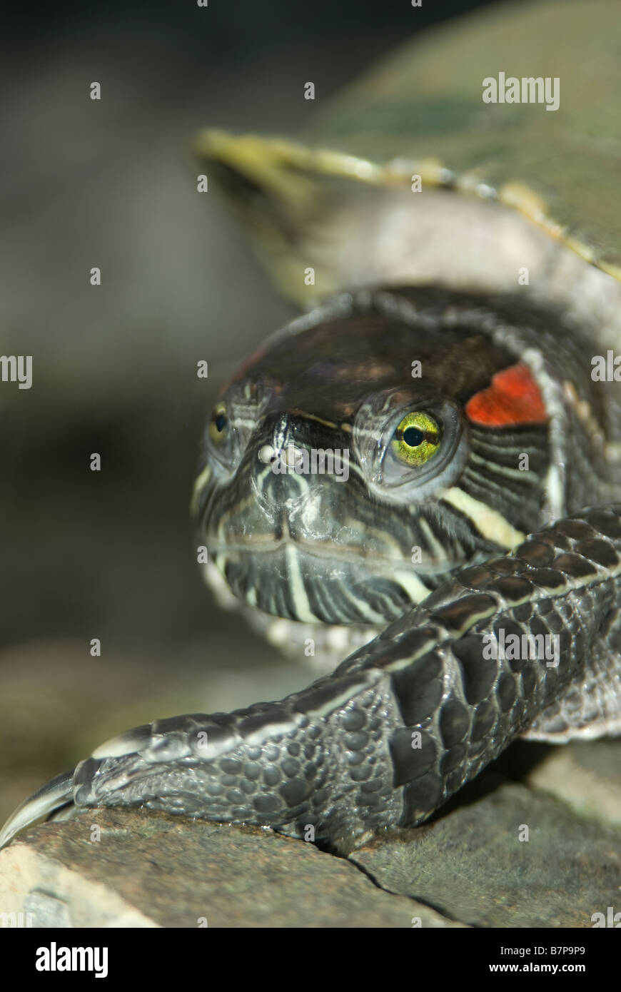 Close up red eared slider turtle hires stock photography and images