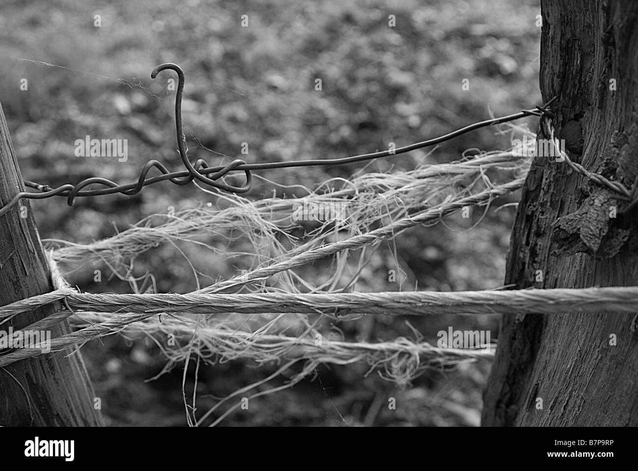 Tying tie knot Black and White Stock Photos & Images Alamy