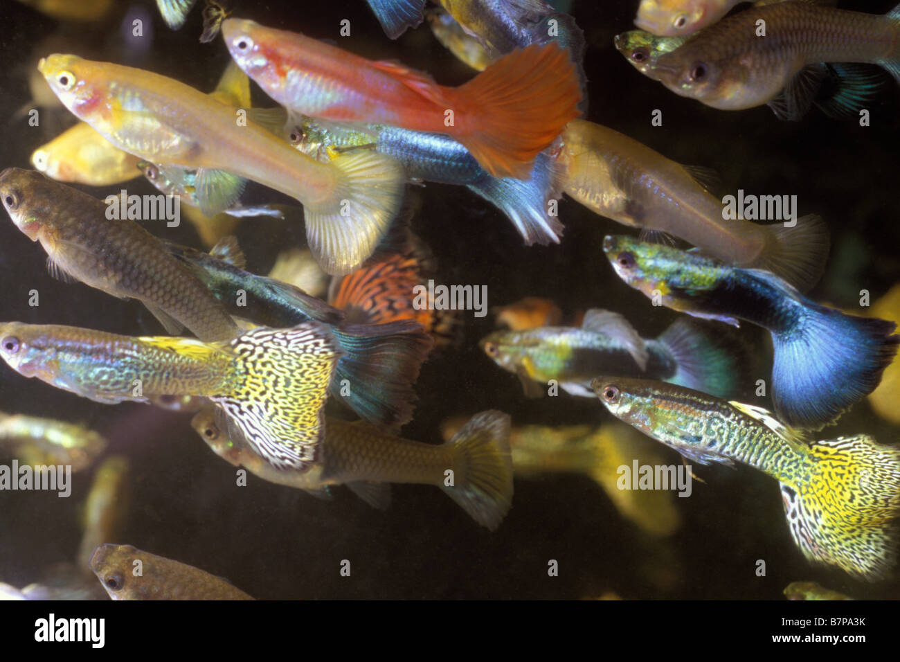 Guppy (Poecilia reticulata), a favorite aquarium fish Stock Photo