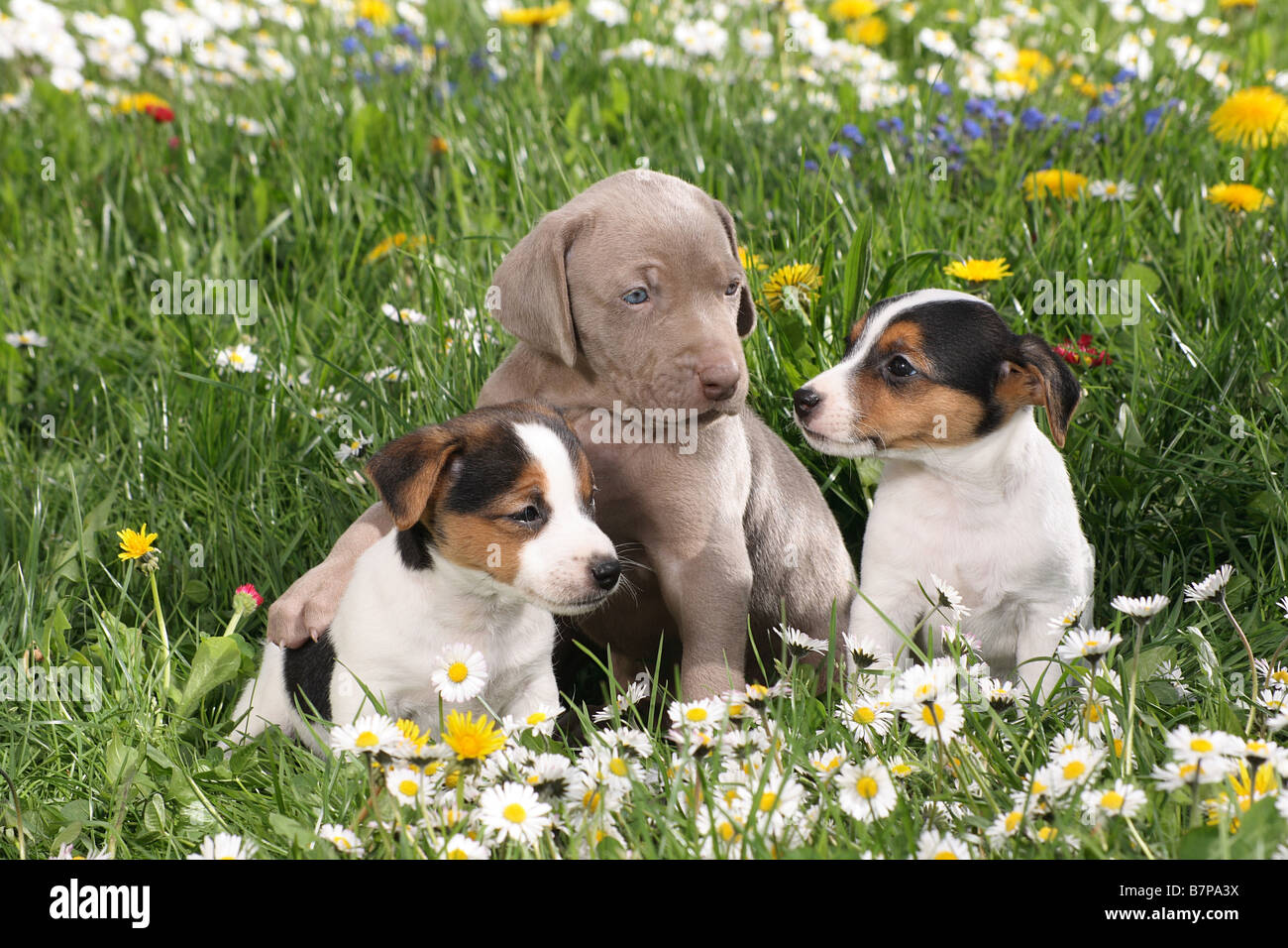 Weimaraner terrier best sale