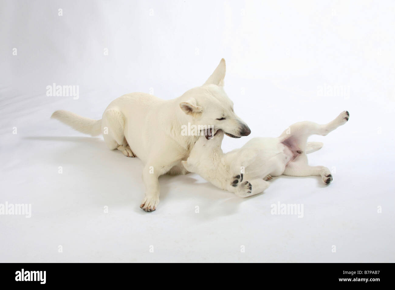 White Swiss Shepherd Dogs Bitch And Puppy 10 Weeks Berger Blanc Suisse White Swiss Shepherd Dogs Bitch And Puppy 10 Weeks Berger Blanc Suisse