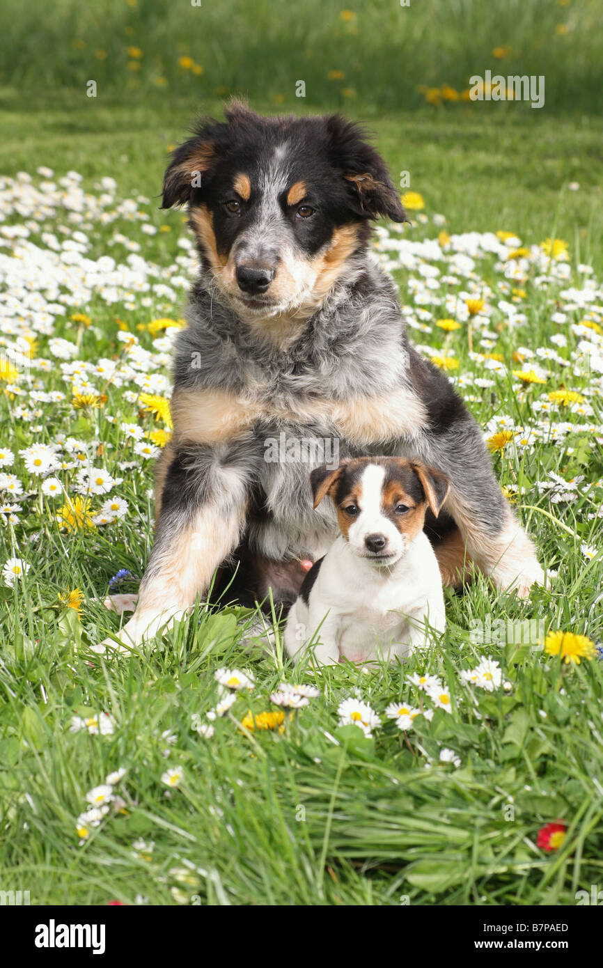 ack russell terrier puppy and border collie puppy Stock Photo