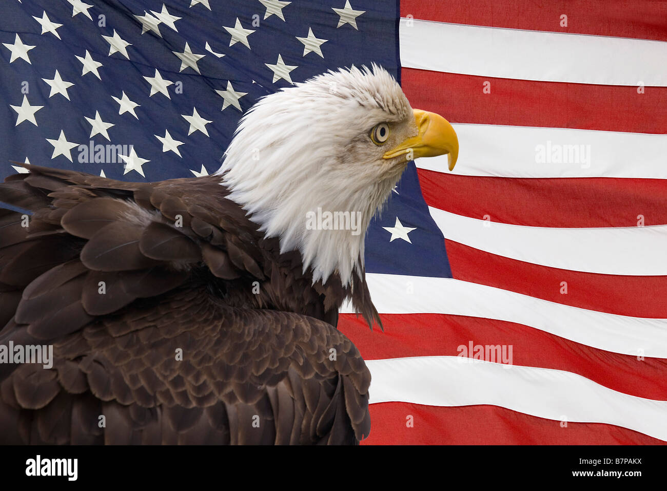 American bald eagle and flag hires stock photography and images Alamy
