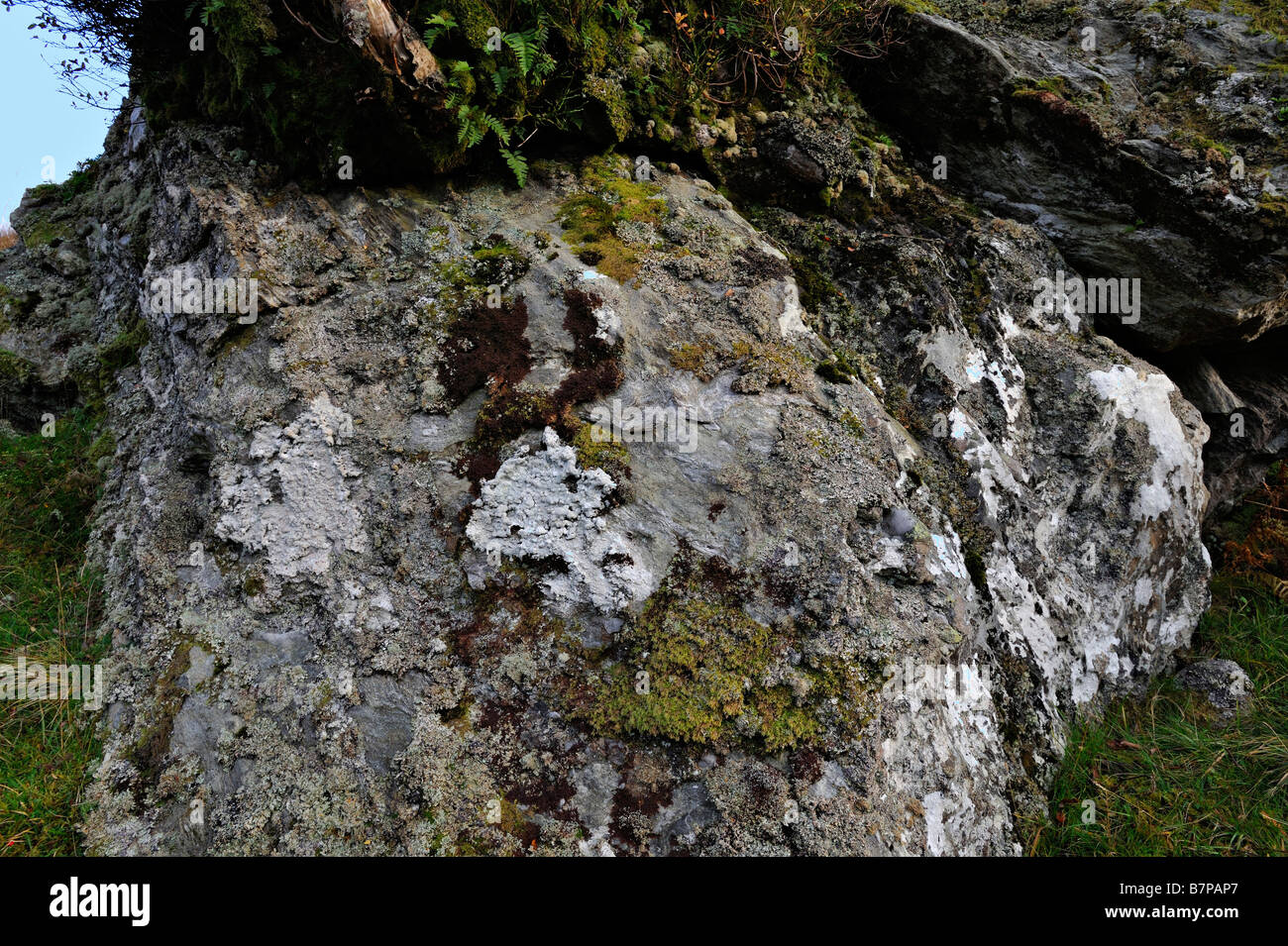 Close up on a lichened and mossy boulder in Glen Falloch below the Crianlarich hills Perthshire Scotland UK Stock Photo