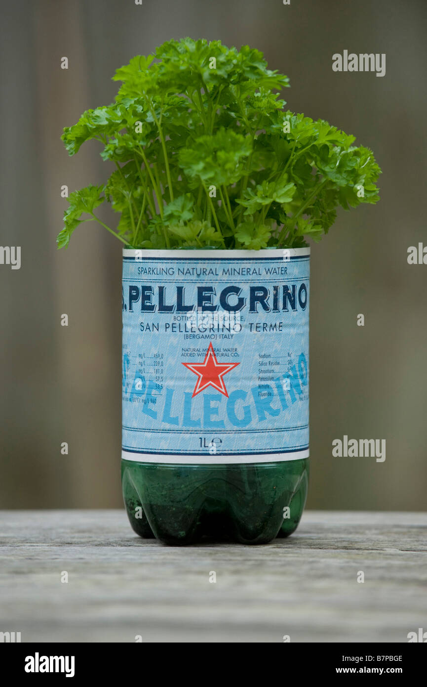 Parsley Petroselinum crispum in a recycled Pellegrino mineral water bottle Stock Photo