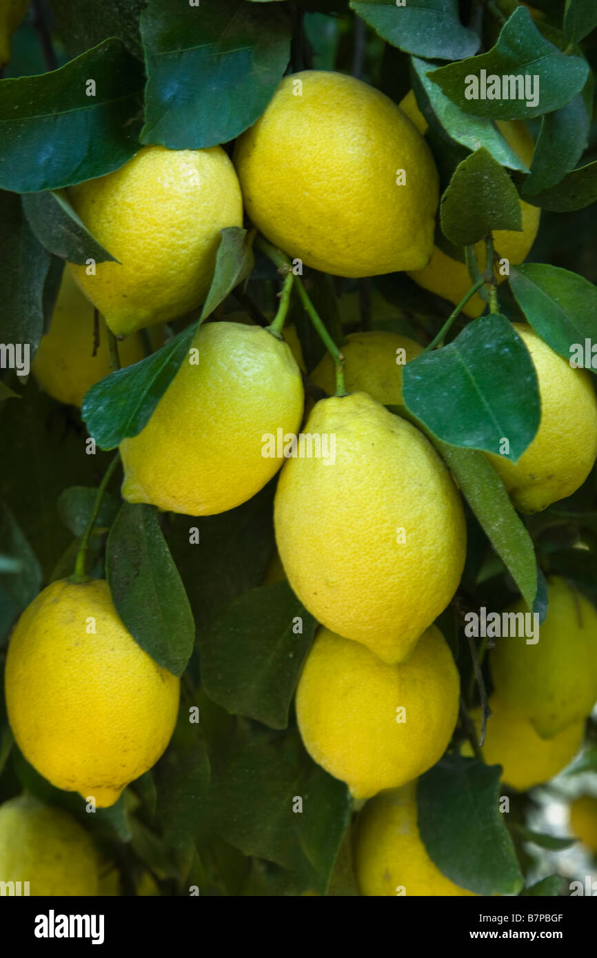 Mature Lemons 'Lisbon' variety hanging on branch. Stock Photo