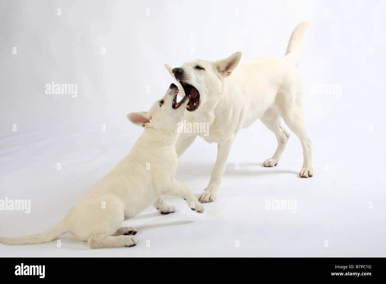 White Swiss Shepherd Dogs Bitch And Puppy 10 Weeks Berger Blanc Suisse White Swiss Shepherd Dogs Bitch And Puppy 10 Weeks Berger Blanc Suisse