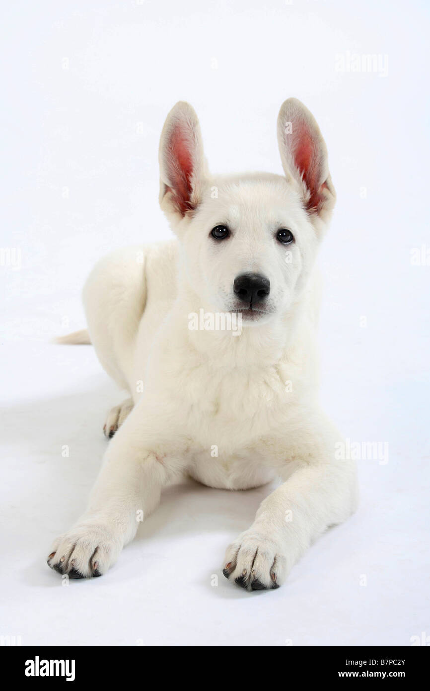 White Swiss Shepherd Dog puppy 10 weeks Berger Blanc Suisse Stock Photo