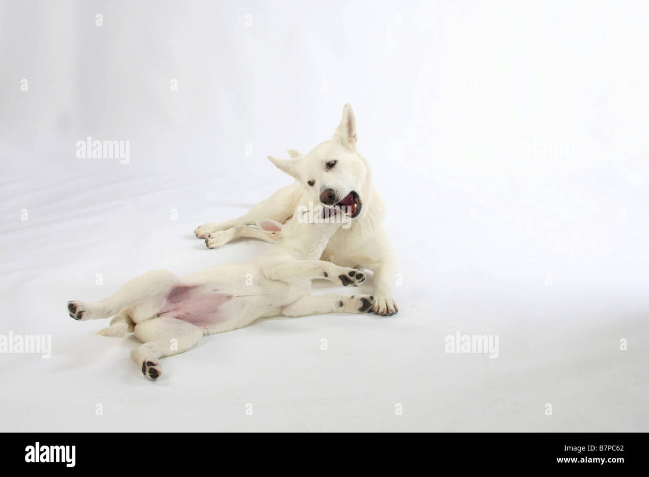 White Swiss Shepherd Dogs Bitch And Puppy 10 Weeks Berger Blanc Suisse White Swiss Shepherd Dogs Bitch And Puppy 10 Weeks Berger Blanc Suisse
