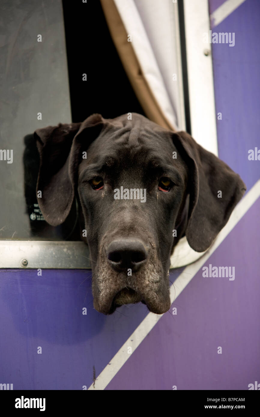 Great Dane looking out of truck window Stock Photo