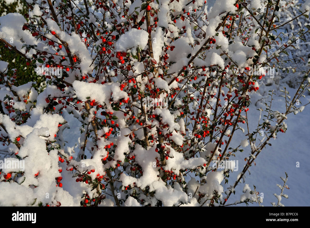Heavily snow covered cotoneaster shrub in a garden at Killin Perthshire Scotland UK Stock Photo