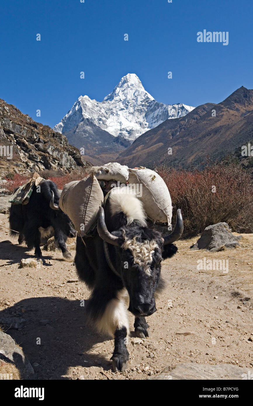 Amadablam mountain in background and yaks uploaded moving in Everest Valley Sagarmatha National Park Solo Khumbu region Nepal Stock Photo