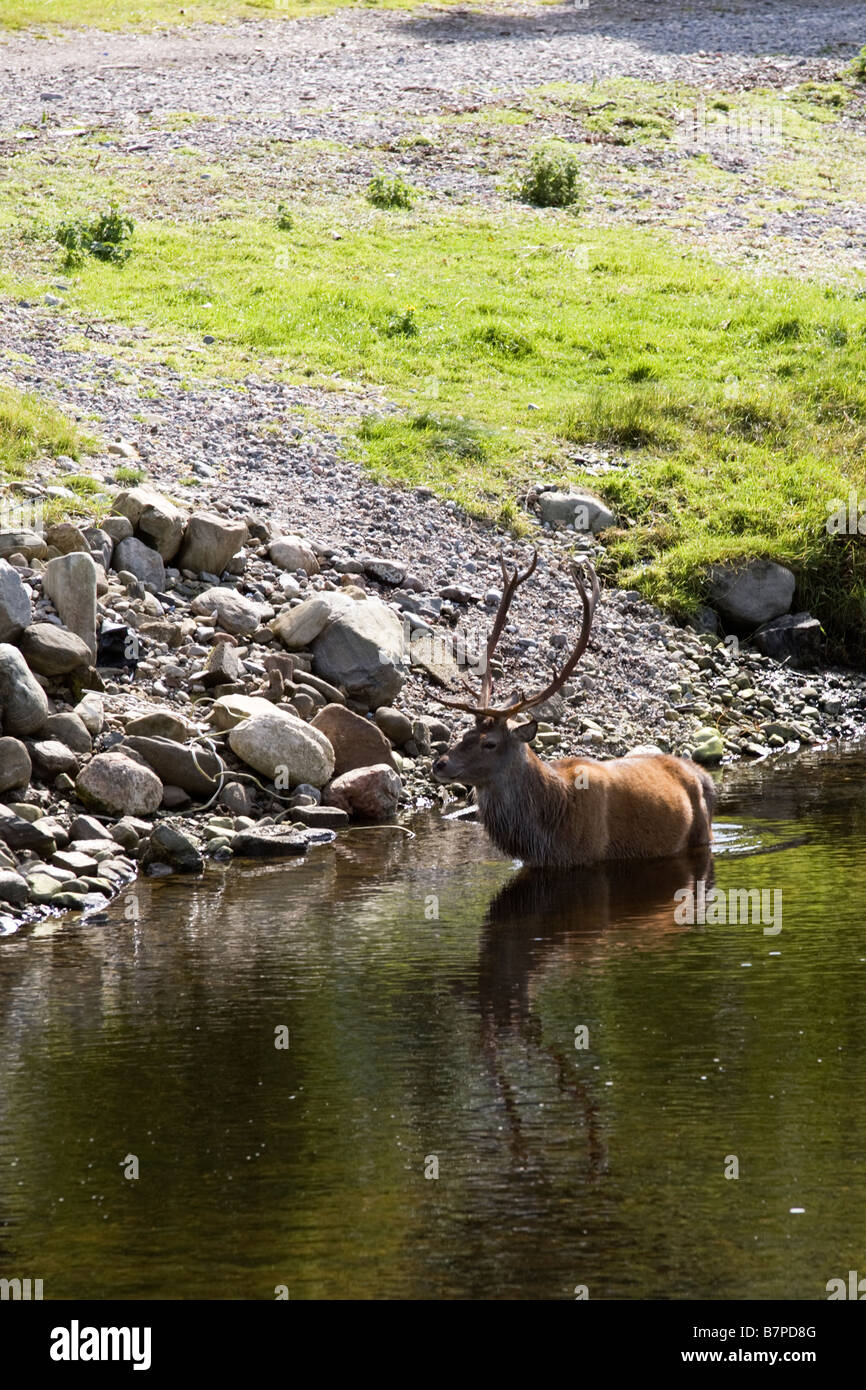 Scottish red deer in water Stock Photo