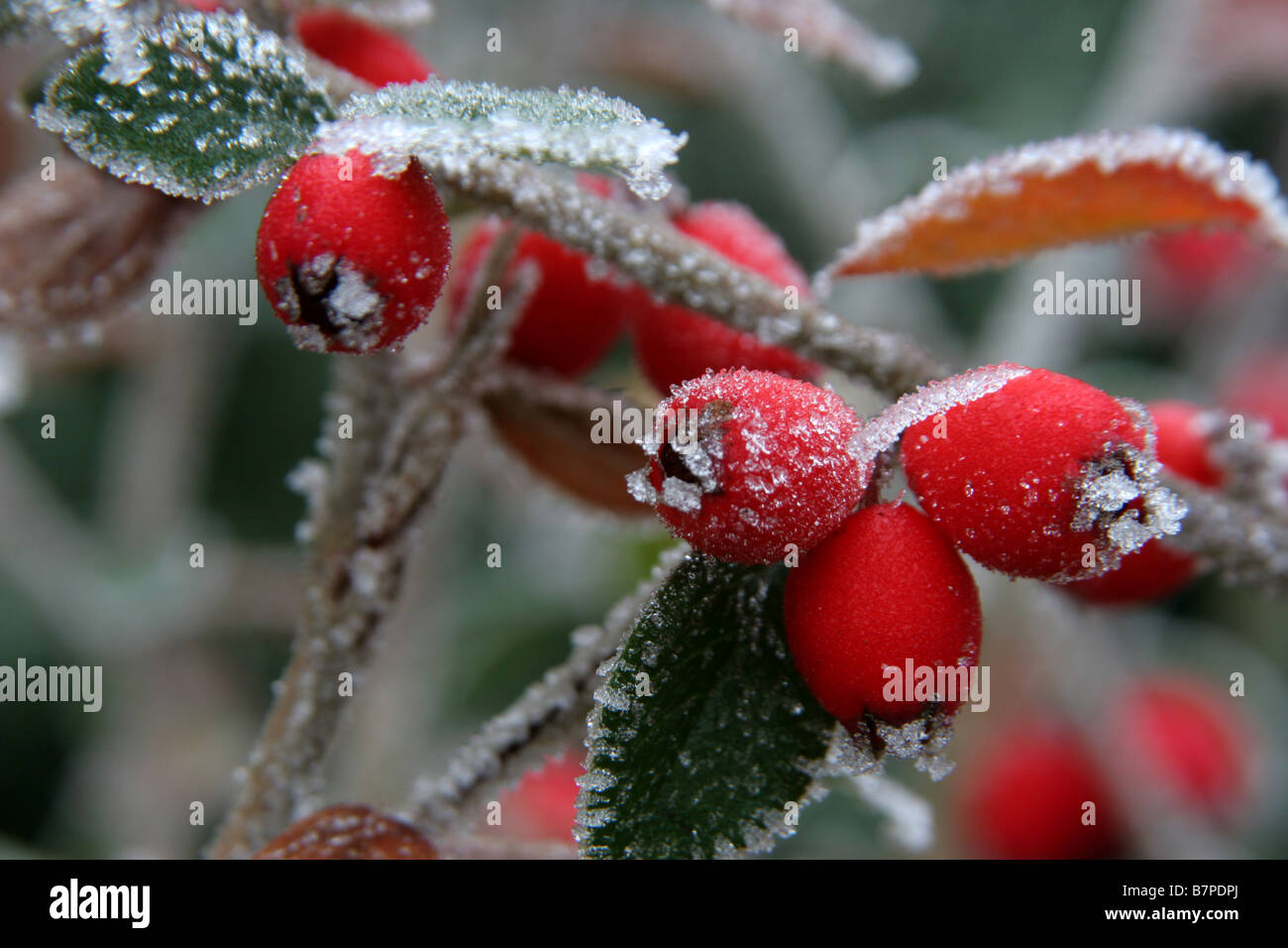 cotoneaster Stock Photo