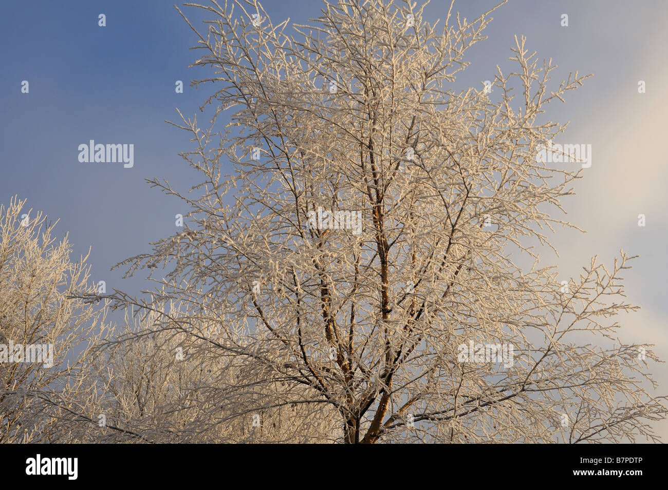 Heavily frosted trees after days of freezing fog at Inverness Scottish Highlands UK Stock Photo