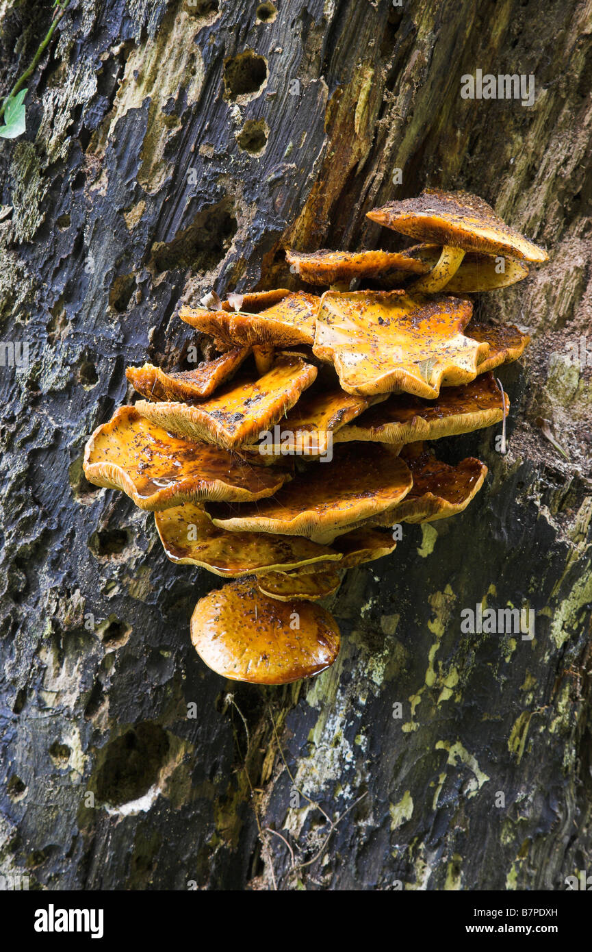 Bracket Fungus at Park Mill Gower Stock Photo