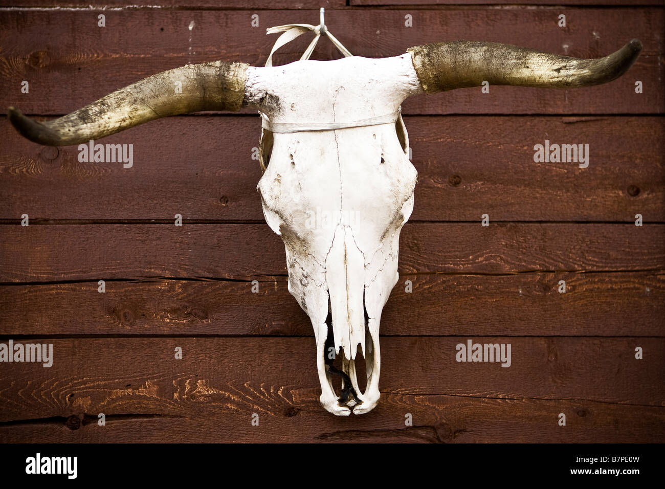 An animal skull hangs on a wall the Kitigan Zibi Algonquin Native reserve in Quebec, Canada Stock Photo