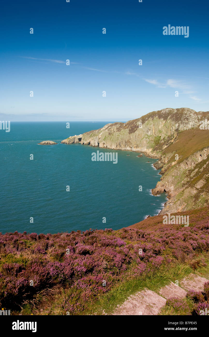 View across heather heath to North stack Holyhead Isle of Anglesey Stock Photo
