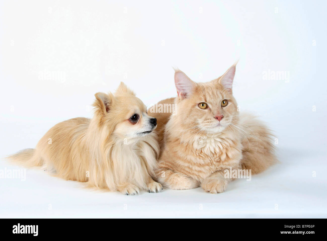 Maine Coon Cat Tomcat Cream Tabby Classic And Chihuahua Longhaired