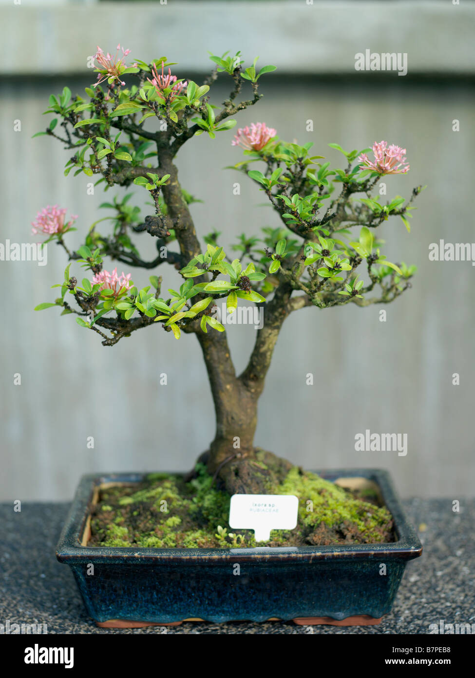 Honeysuckle bonsai tree hi-res stock photography and images - Alamy